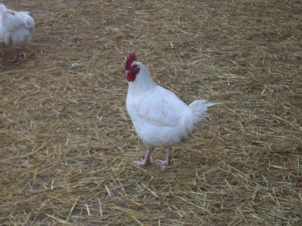 Gites De La Ferme Auberge De Mesauboin Billé Εξωτερικό φωτογραφία