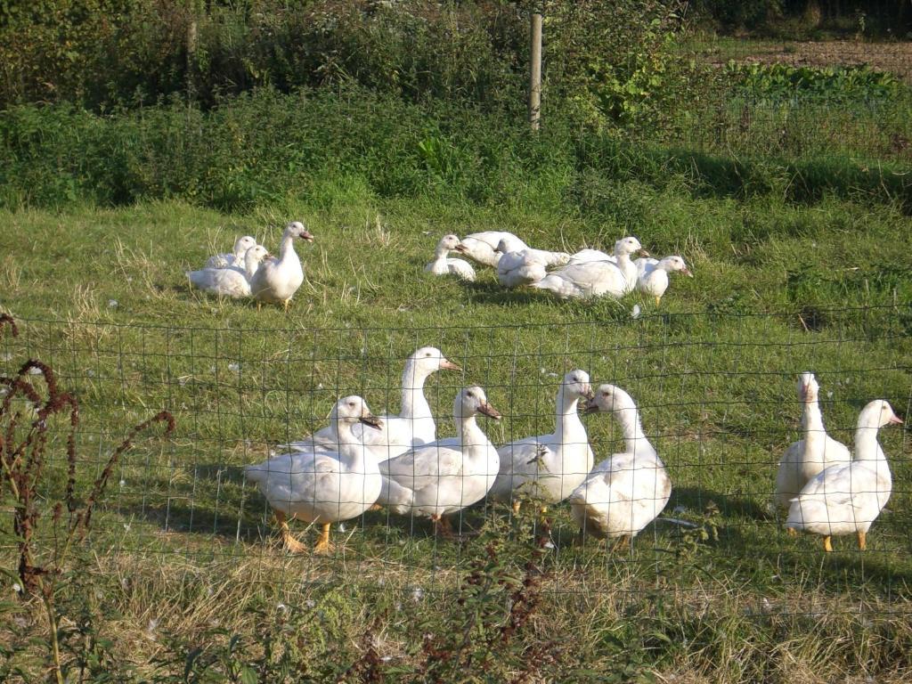 Gites De La Ferme Auberge De Mesauboin Billé Εξωτερικό φωτογραφία
